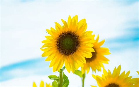 Download Wallpaper 3840x2400 Sunflower Flowers Petals Yellow Field