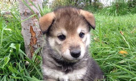 Perbedaan antara serigala dan anjing cukup mencolok sehingga para ahli merekomendasikan untuk tidak memelihara serigala, meskipun terlihat. 10 Fakta Wolfdog yang Keren, Setengah Anjing dan Serigala