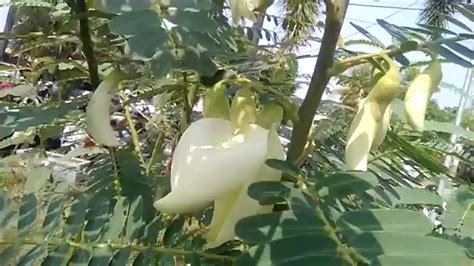 Bunga Tanaman Turi Sesbania Grandiflora Warna Putih Bisa Dikonsumsi