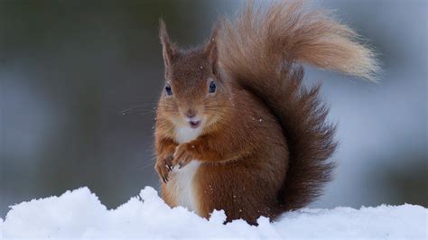Cute Squirrel In Snow Hd Wallpapers