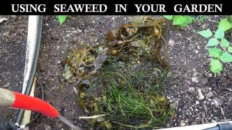 How To Use Seaweed In Your Garden Youtube