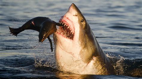Sharks And Fur Seals Tigtag