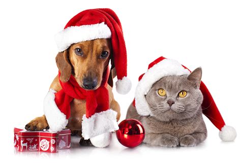 Maybe you would like to learn more about one of these? Image Dachshund Cats Dogs New year 2 Winter hat Balls Animals