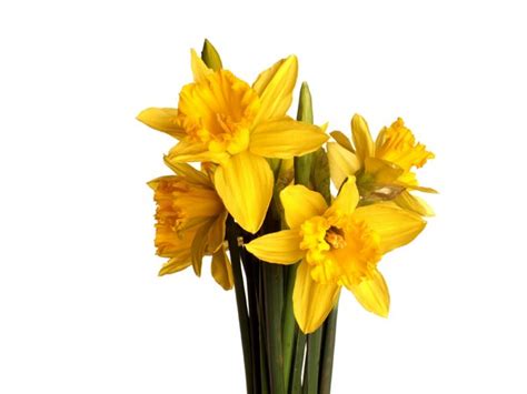 Free Stock Photos Rgbstock Free Stock Images A Bunch Of Daffodils