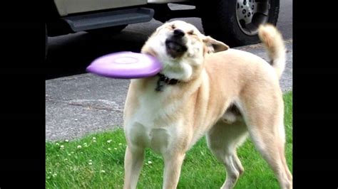 Frisbee Doge Never Forget Youtube