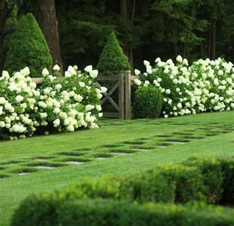 Modern Country Style Hydrangeas Topiary And Boxwood In The Modern