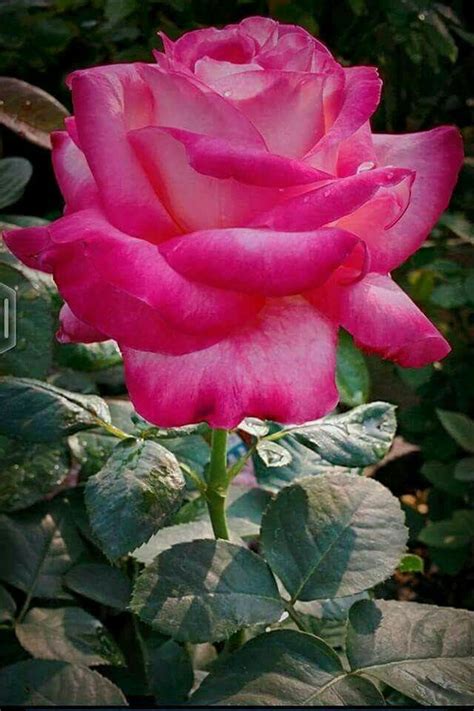 Pin By Kallol Bhattacharya On My Rose Rose Flower Beautiful Flowers