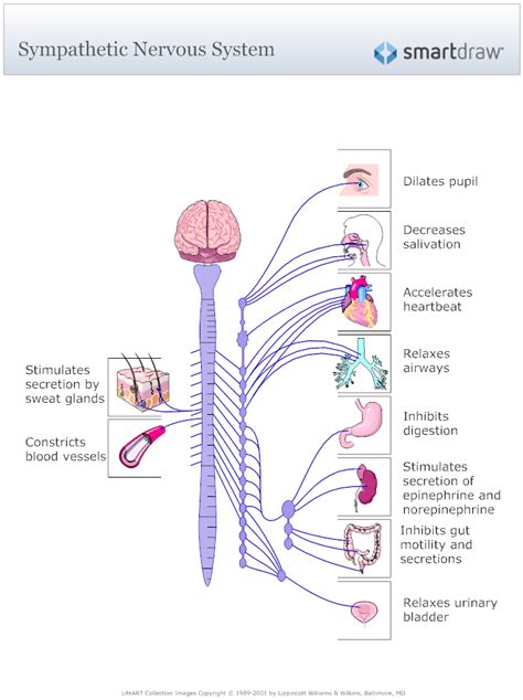 Sympathetic Nervous System Diagram Nervous System Diagram Nervous System Sweat Gland