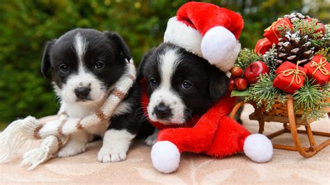 Pet Puppy With Santa Hat Near Christmas Ts Ornaments Hd Animals Wallpapers Hd Wallpapers
