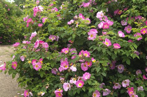 10 Popular Heirloom Roses For Your Garden