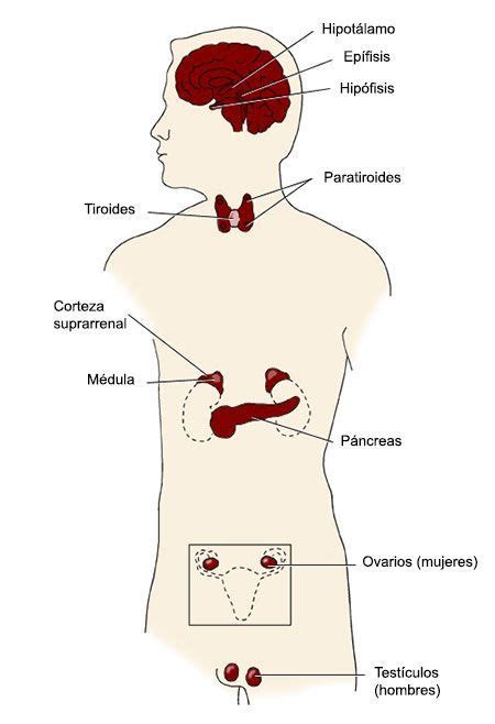 Sistema Endocrino Sistema Endocrino Anatomia Y My XXX Hot Girl