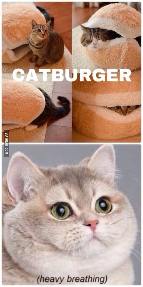 1 history 1.1 the no no square is, a old meme back in 2010, it got really big in 2020, getting millions of views, and was spread around. Heavy breath cat lol | Heavy breathing cat meme, Heavy ...