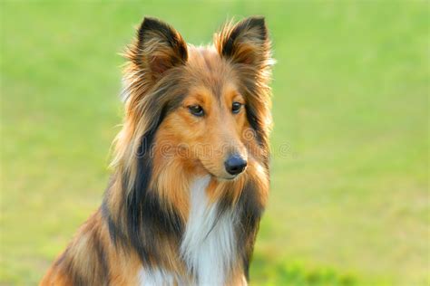 Lassie Dog Stock Image Image Of Mouth Furry Drool Whiskers 4864427