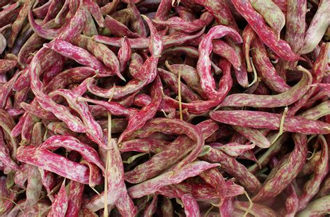 Good companions for broad beans. Shelling Beans - Overview and Cooking Guide