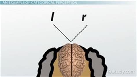 We did not find results for: What is Perception in Psychology? - Definition & Theory ...