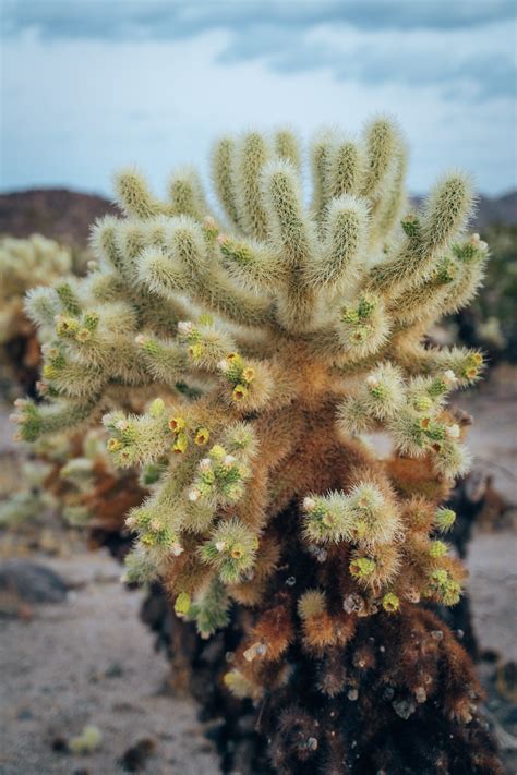 I got one on my hand really bad in 2016 and i still have bumps all over my fingers from the prongs that won't go away. 5 MUST-DO ACTIVITIES IN JOSHUA TREE NATIONAL PARK ...