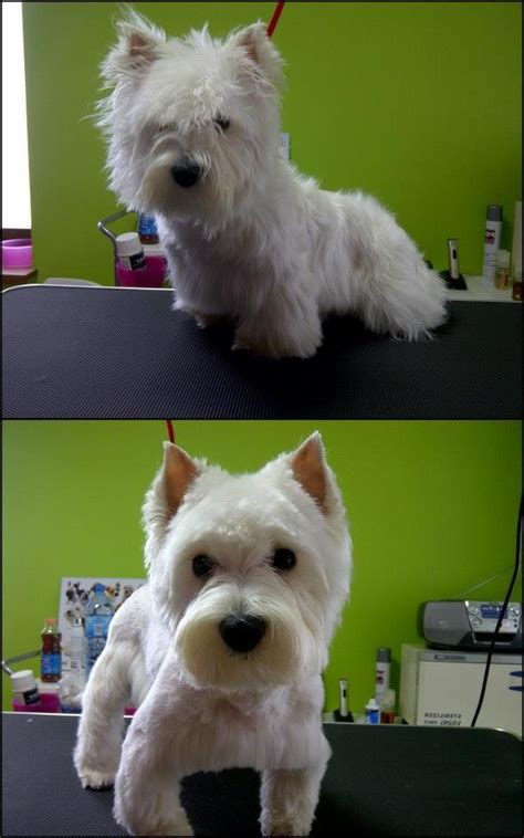 By cutting layers in your hair, you add texture and volume. Westie grooming photos
