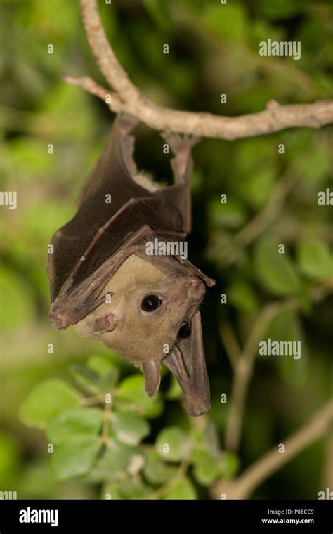 Egyptian Fruit Bat Nilflughund Rousettus Aegyptiacus Oman Stock