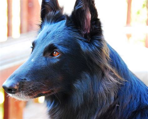 Herding Breeds Petvetoasis