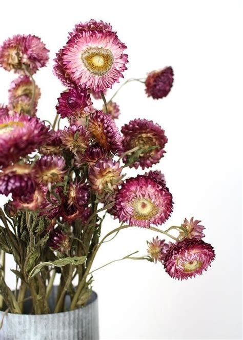 The purple has stayed around for a long time. Purple Dried Strawflowers | Preserved & Dried Flowers ...