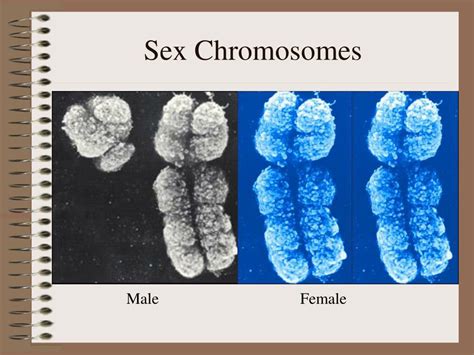 PPT Chromosomes PowerPoint Presentation Free Download ID
