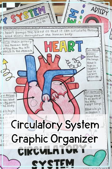 Circulatory System Review Activity Circulatory System Circulatory