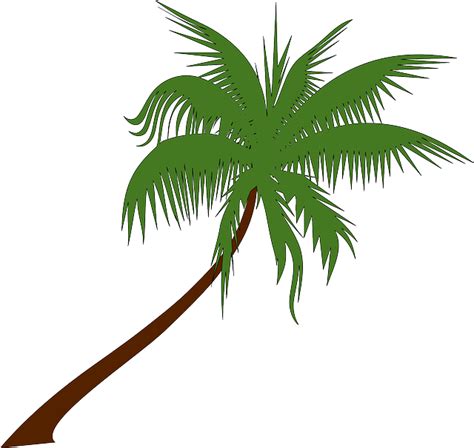Download Palm Tree Coconut Palm Royalty Free Vector Graphic Pixabay