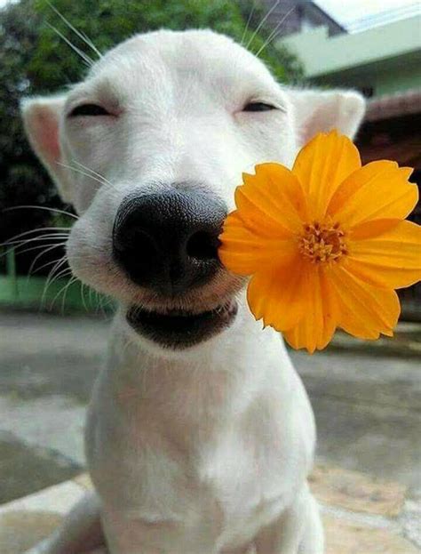Just A Happy Dog Reminding Us To Smell The Flowers Raww