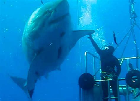 One Of The Largest Great White Sharks Ever Caught On Camera