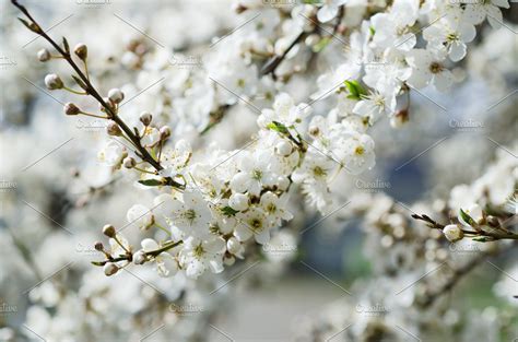 Apricot Tree Blossoms High Quality Nature Stock Photos Creative Market