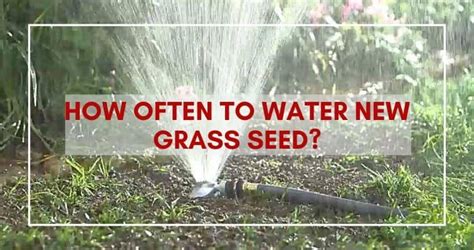How Often To Water New Grass Seed Complete Guide