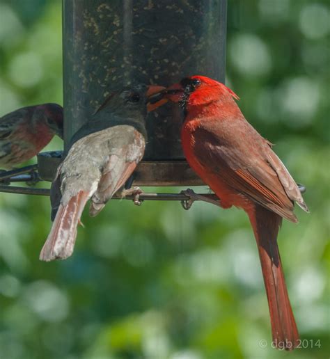 Cardinal With Mate Cardinal Feeds His Mate Nigel Fortescue Flickr