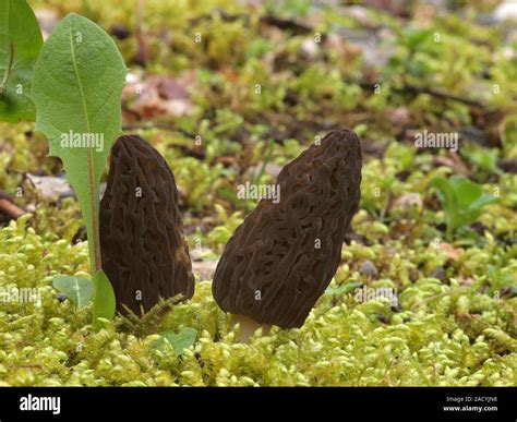 Black Morel Morchella Elata Morchella Conica Stock Photo Alamy