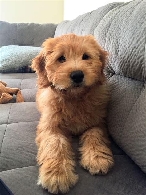 Our mediums, standard bred to miniature (many people refer to these as minis) are. miniature goldendoodle puppy Bear at 13 weeks | Miniature ...