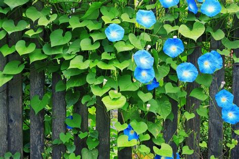What Are Birth Flowers Popsugar Home Morning Glory Vine Morning Glories Vine Fence Vines