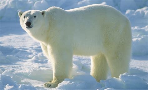Our Beautiful World Polar Bear