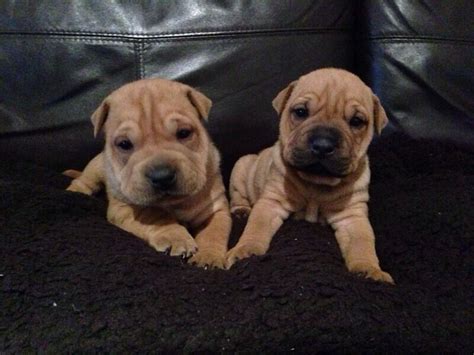 Shar pei puppies first venture outsidechesapeake bay shar pei. Bulldog x Shar-Pei bull-pei puppies for sale. | in Northampton, Northamptonshire | Gumtree