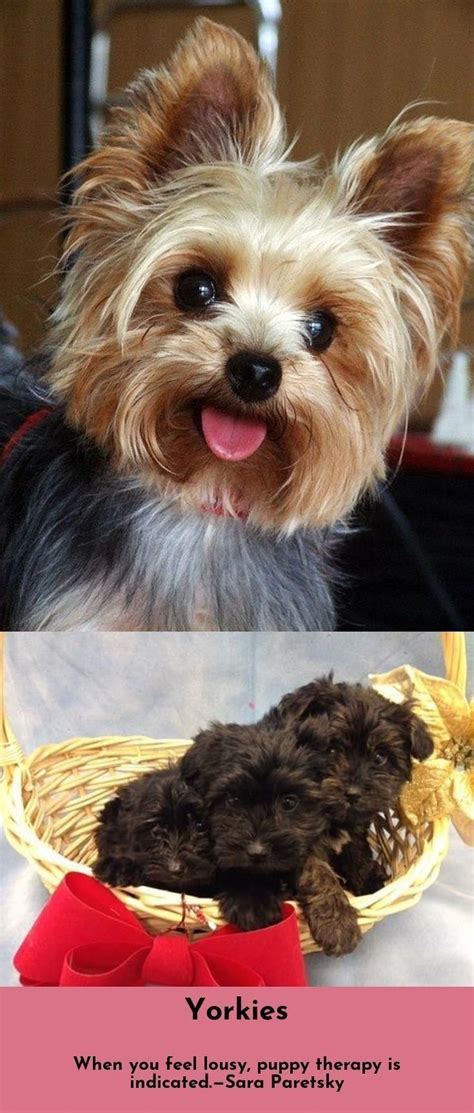 Small, but mighty, yorkies are well loved. Pin auf Jorki