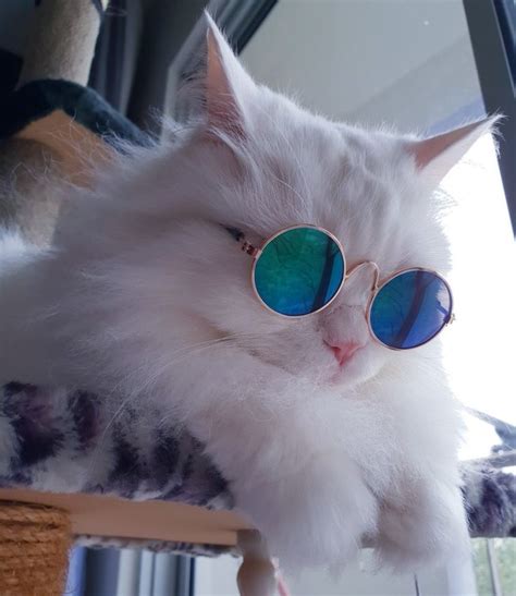 About Cool Pet Sunglasses Gatos Legais Gatos Estranhos Gatos