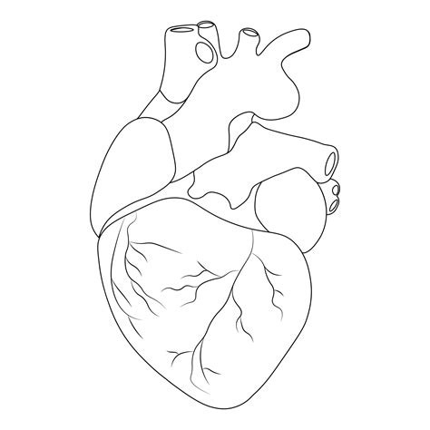 Premium Vector Human Heart Anatomy Organs Symbol Vector Illustration