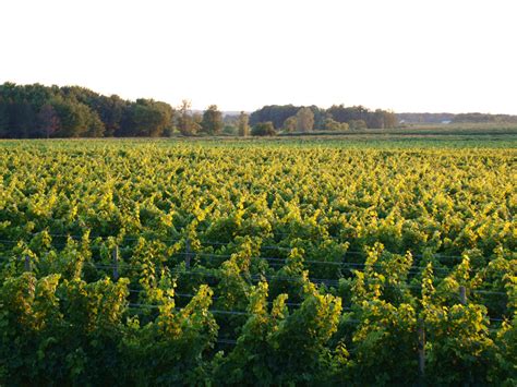 Images Gratuites Paysage Grain De Raisin Vigne Vignoble Du Vin
