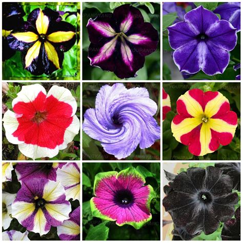 Members of this flowering family have leaves that are modified as tubular pitchers to. 100pcs rare beautiful petunia flower plants 24 kinds of ...