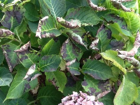 And part of the reason i love them is they are the gift that keeps on giving. Re black and curled leaves on a Hydrangea : Grows on You