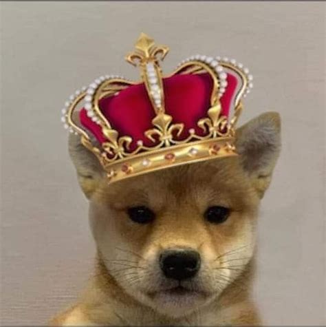 This dog, only recently introduced into the united states the original shiba inu memes that kicked off this viral phenomena are kabosu, a sweet female shiba inu who lives in japan and shiba inu, suki. Pin by Sailssailboat on Dog with hat in 2020 | Dog images ...