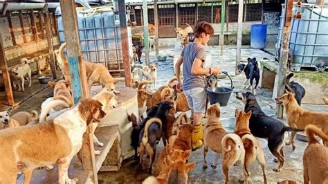 10 Animal Shelters In Malaysia For Adoption And Volunteering