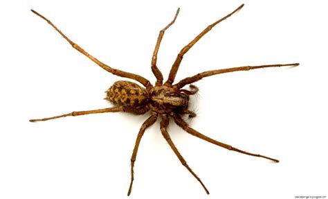 House Spiders Wallpapers Gallery
