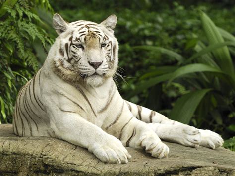 White Tiger, Singapore Wallpapers | HD Wallpapers | ID #1000