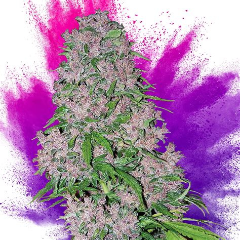 9 Best Purple Strains Sensi Seeds