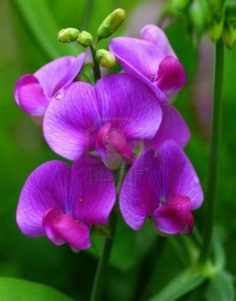 Birth Flower For April Sweet Peas Violet And Magenta