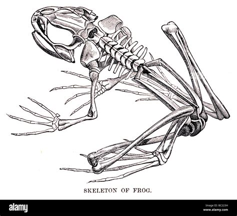 Skeleton Of Frog Stock Photo Alamy